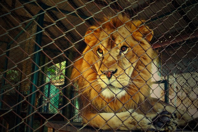 cm14-25 cage rage for joe.jpg